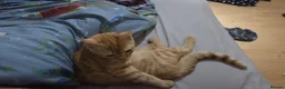 British Shorthair cats for sale: Cat for adoption - Advert 3