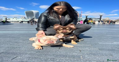 French Bulldog dogs Super Fluffy, Teddy Bear ! in London - Advert 16