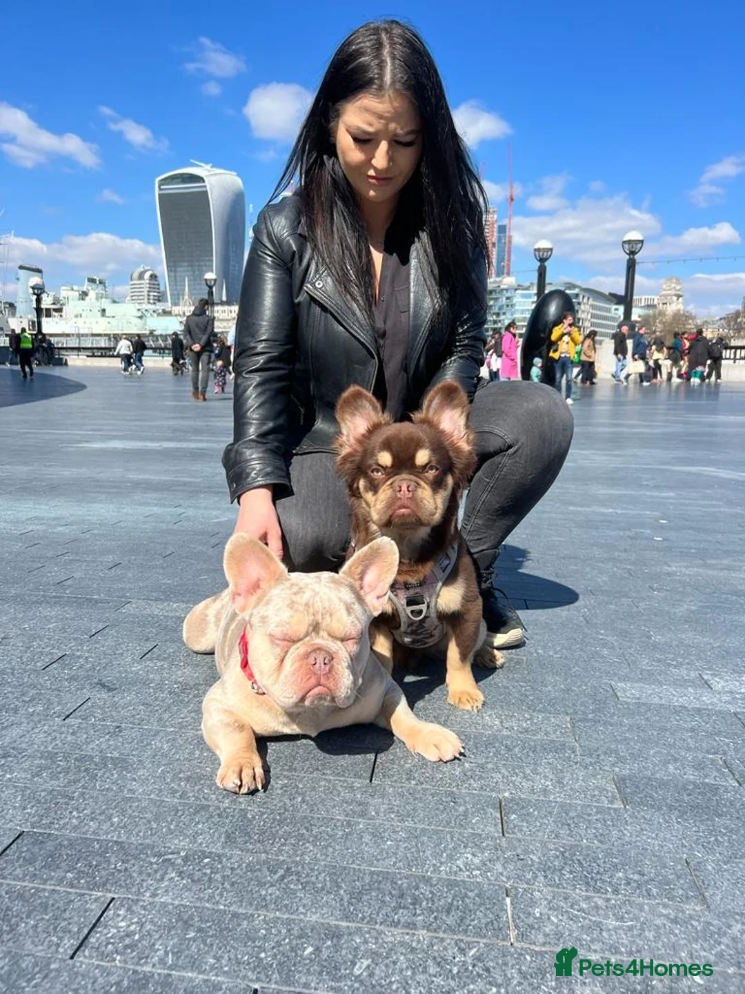 French Bulldog dogs for stud: Super Fluffy, Teddy Bear ! in London - Advert 3