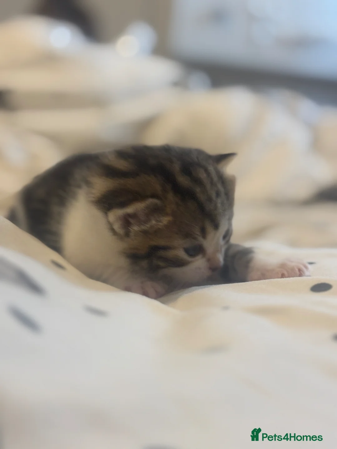 Mixed Breed cats for sale: 3 stunning female tabby kittens available.  - Advert 7