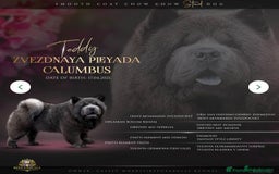 Mixed Breed dogs for sale: Beautiful chow x Newfoundland puppies - Image 9