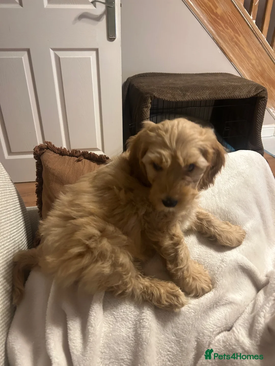 Cavapoo dogs for sale: Freddie in Warrington - Advert 10