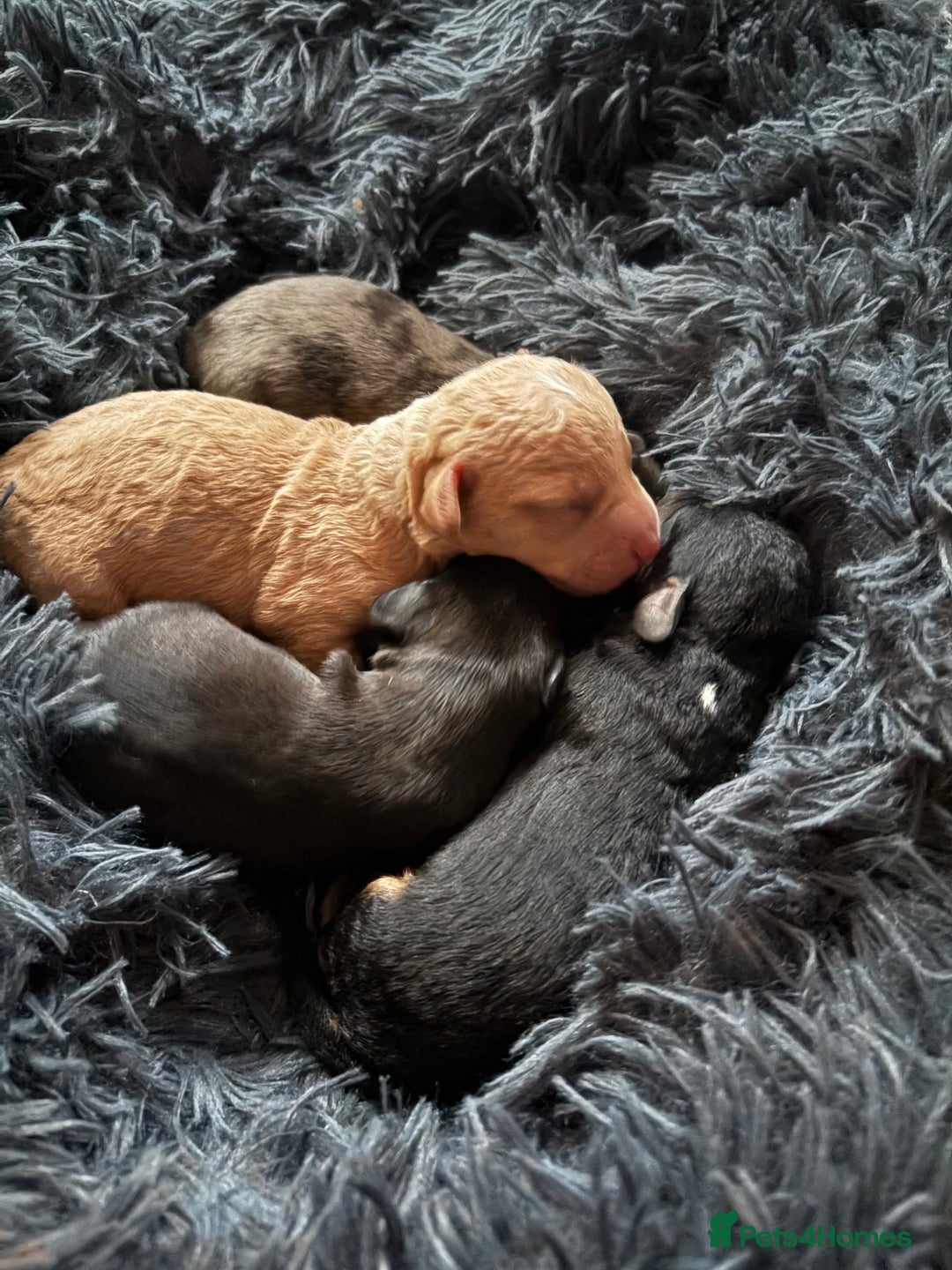 Mixed Breed dogs for sale: Doxiepoos for sale 3 x male 1 x bitch - Image 1