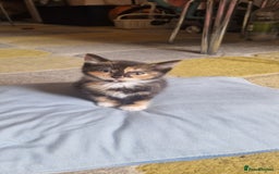 Mixed Breed cats for sale: 4 little kittens(1 taby boy+3 calico girls)  - Image 7
