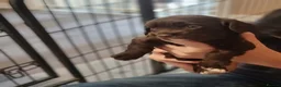 Cocker Spaniel dogs for sale: Beautiful cocker spaniel puppies - Advert 9