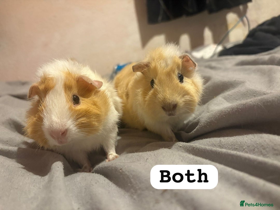Guinea Pig rodents for sale: Babie piggies  - Image 4