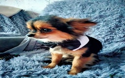 Chihuahua dogs for sale: Tiny Tiny chihuahuas  - Image 9