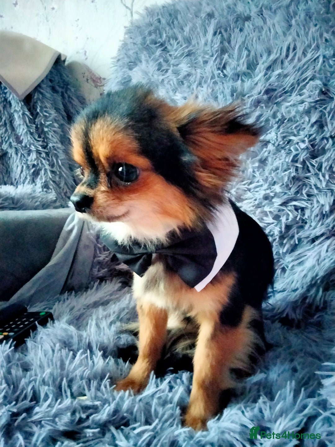 Chihuahua dogs for sale: Tiny Tiny chihuahuas  - Image 9