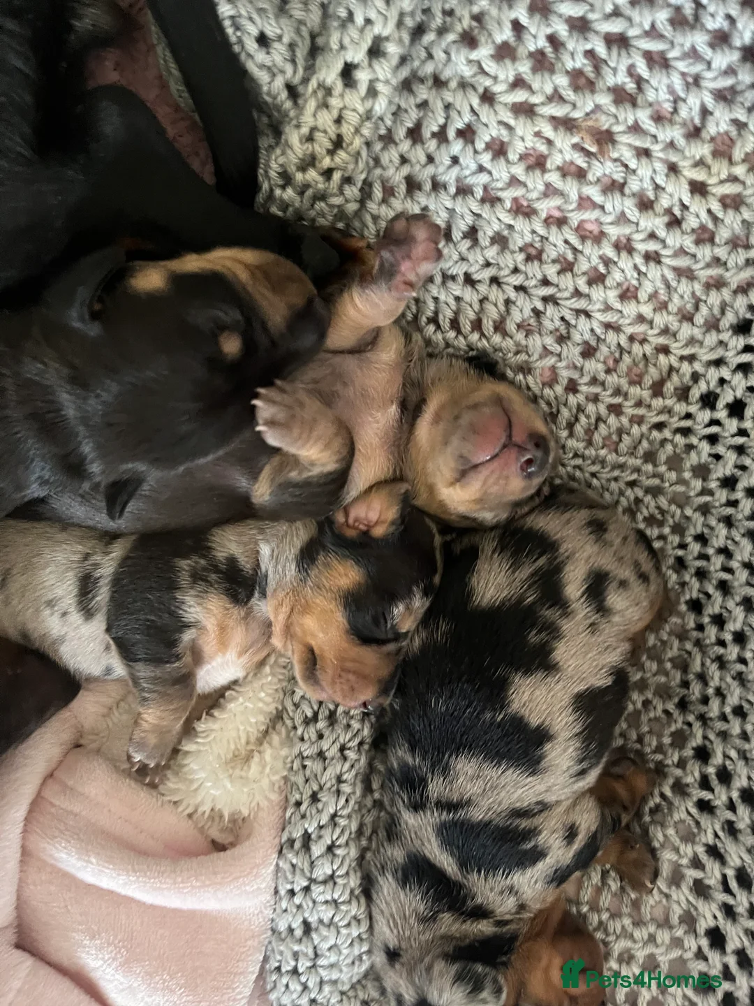 Dachshund dogs for sale: Dacshund Puppies - Advert 2