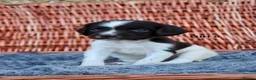 English Springer Spaniel dogs for sale: 1 boy left. Heath Tested Springer Spaniel Pups - Advert 25