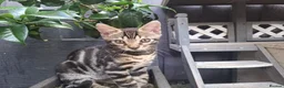 Bengal cats for sale: ❤️ Outstanding TICA Registered Bengal Kittens ❤️ - Advert 4