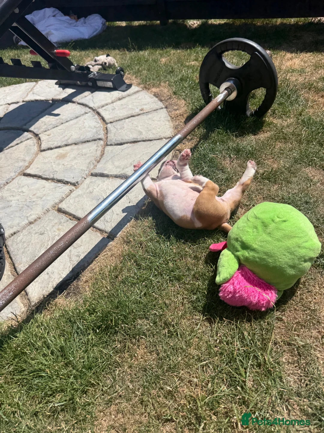English Bulldog dogs for sale: READY NEXT WEEK - SPECIAL BOY SEEKS HOME - Advert 2