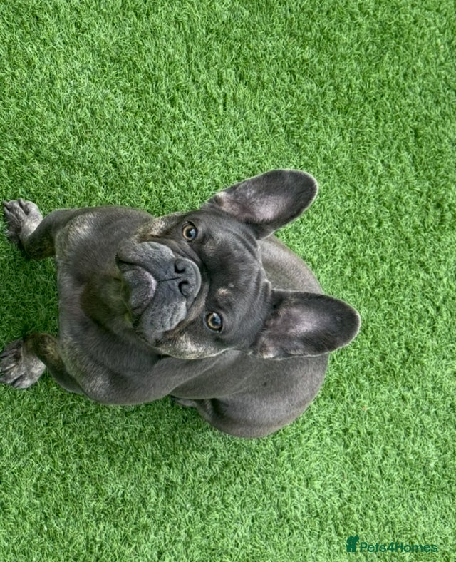 French Bulldog dogs French bull dog - Advert 20