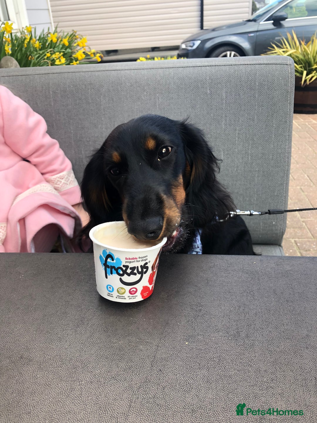 Miniature Dachshund dogs for sale:  long haired miniature dachshund male KC registere - Advert 29