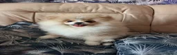 Pomeranian dogs for sale: KC Registered, Teddy bear Pom,Fluffy & Loving  - Advert 11