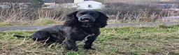Cocker Spaniel dogs for sale: Cocker spaniel puppies  - Advert 5
