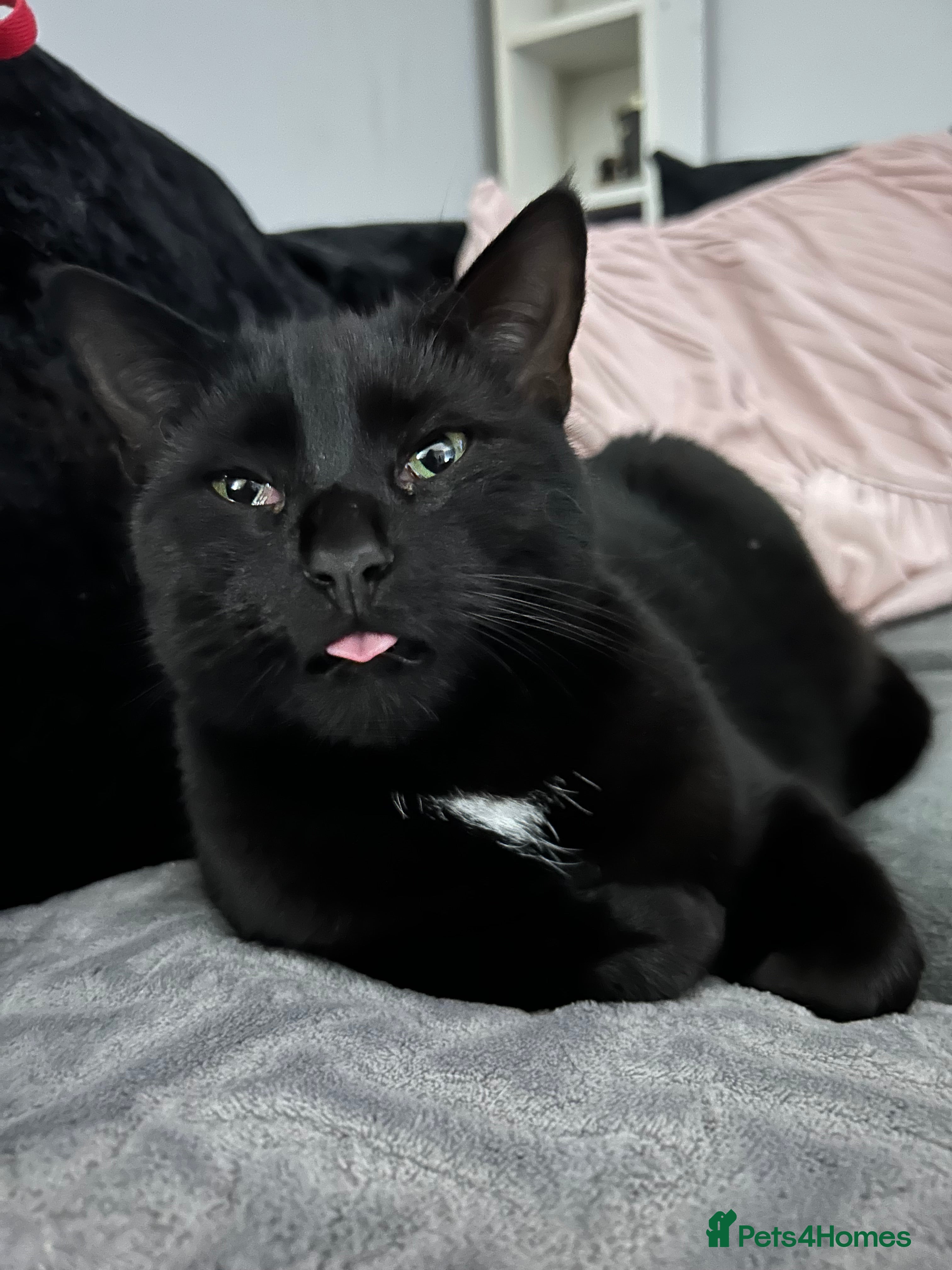 Domestic Shorthair cats Pretty black female cat - Advert 14