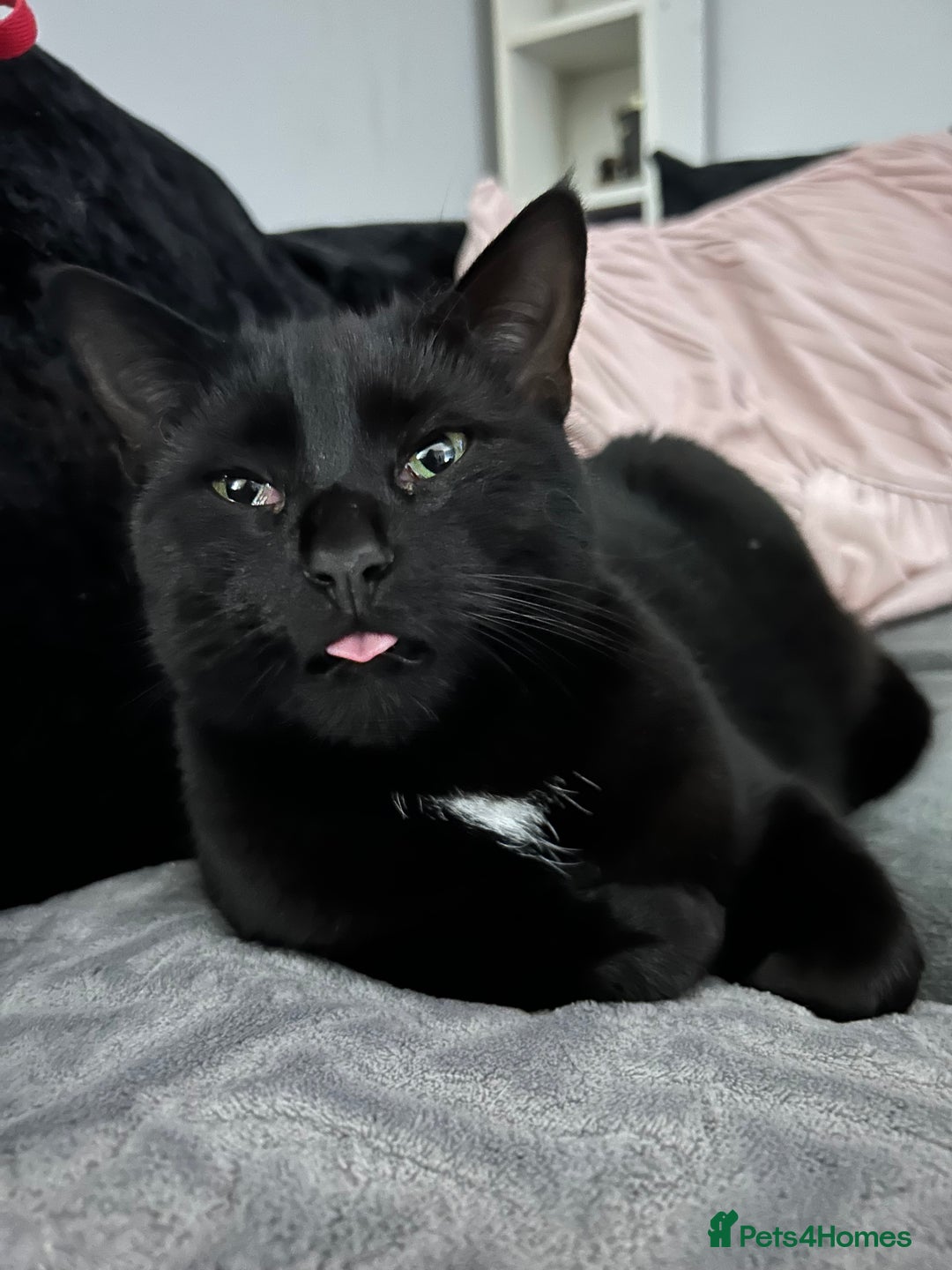 Domestic Shorthair cats for sale: Pretty black female cat - Advert 1