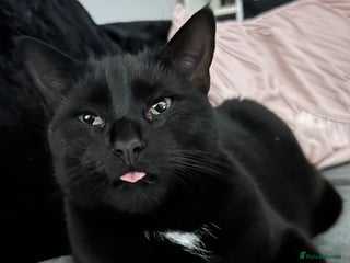 Domestic Shorthair cats Pretty black female cat - Advert 18