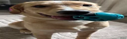 Labrador Retriever dogs for sale: Sunnie, 10 month old Male Labrador Retriever  - Advert 6