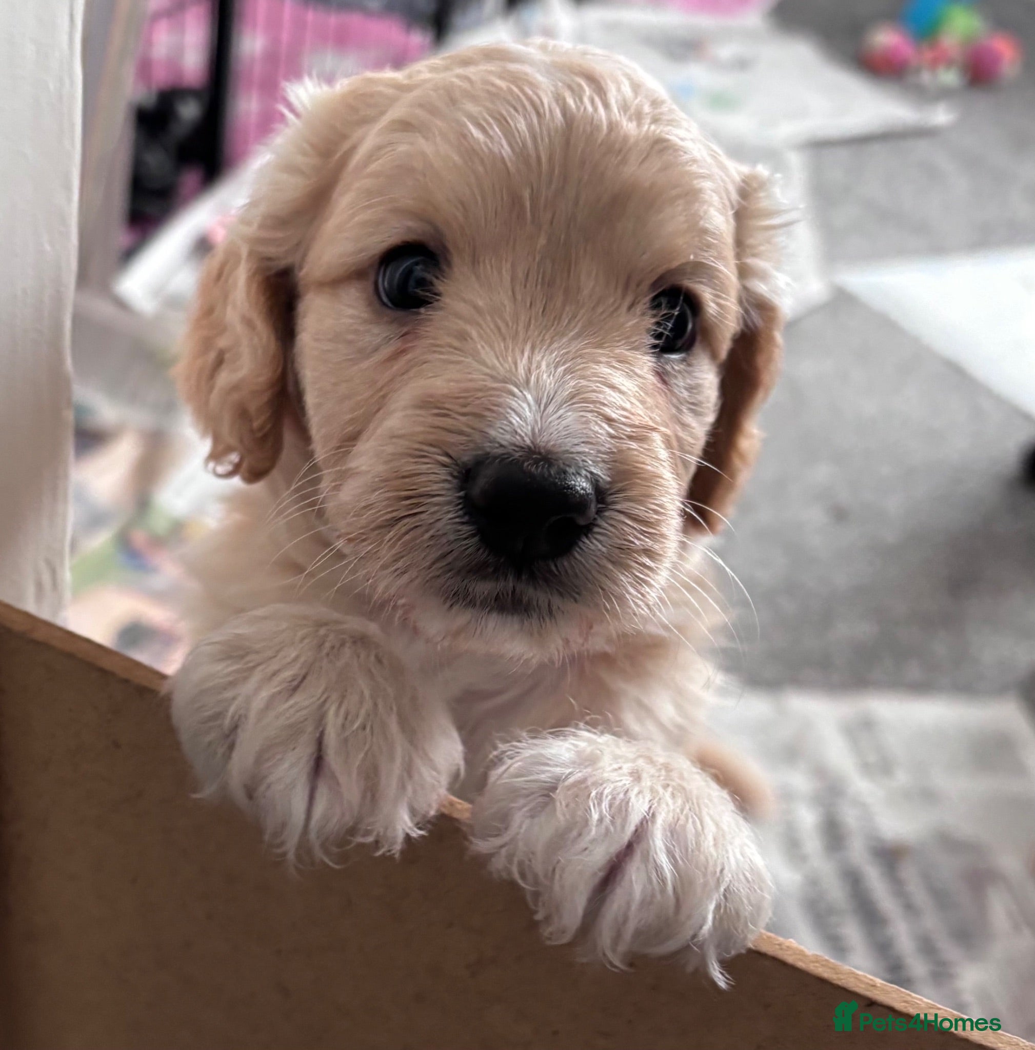 Cockapoo dogs Cockerpoo F1b puppies  - Advert 14