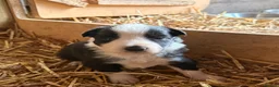 Border Collie dogs for sale: Beautiful Tri-coloured&Black&white collie puppies  - Advert 2