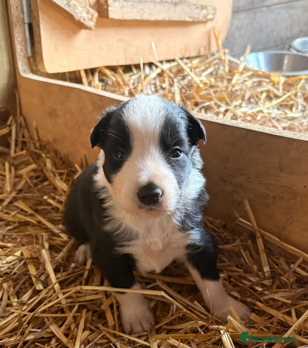 Border Collie dogs for sale: Beautiful Tri-coloured&Black&white collie puppies  - Advert 2