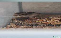 Rat rodents for sale: dwarf hamster  - Image 4