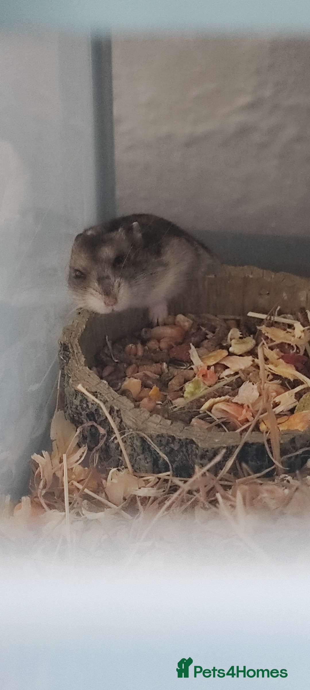 Rat rodents for sale: dwarf hamster  - Image 4