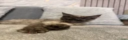 Maine Coon cats for sale: 🐾Beautiful Black Smoke Maine Coon Girl 🐾 - Advert 4