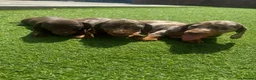 Dachshund dogs for sale: Beautiful miniature Dachshund puppies - Advert 6