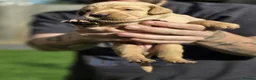Labrador Retriever dogs for sale: Labrador  - Advert 18