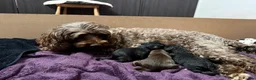 Cockapoo dogs for sale: Mini Cockapoo’s  - Advert 11