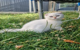 Scottish Fold cats for sale: Scotish Fold - Image 6