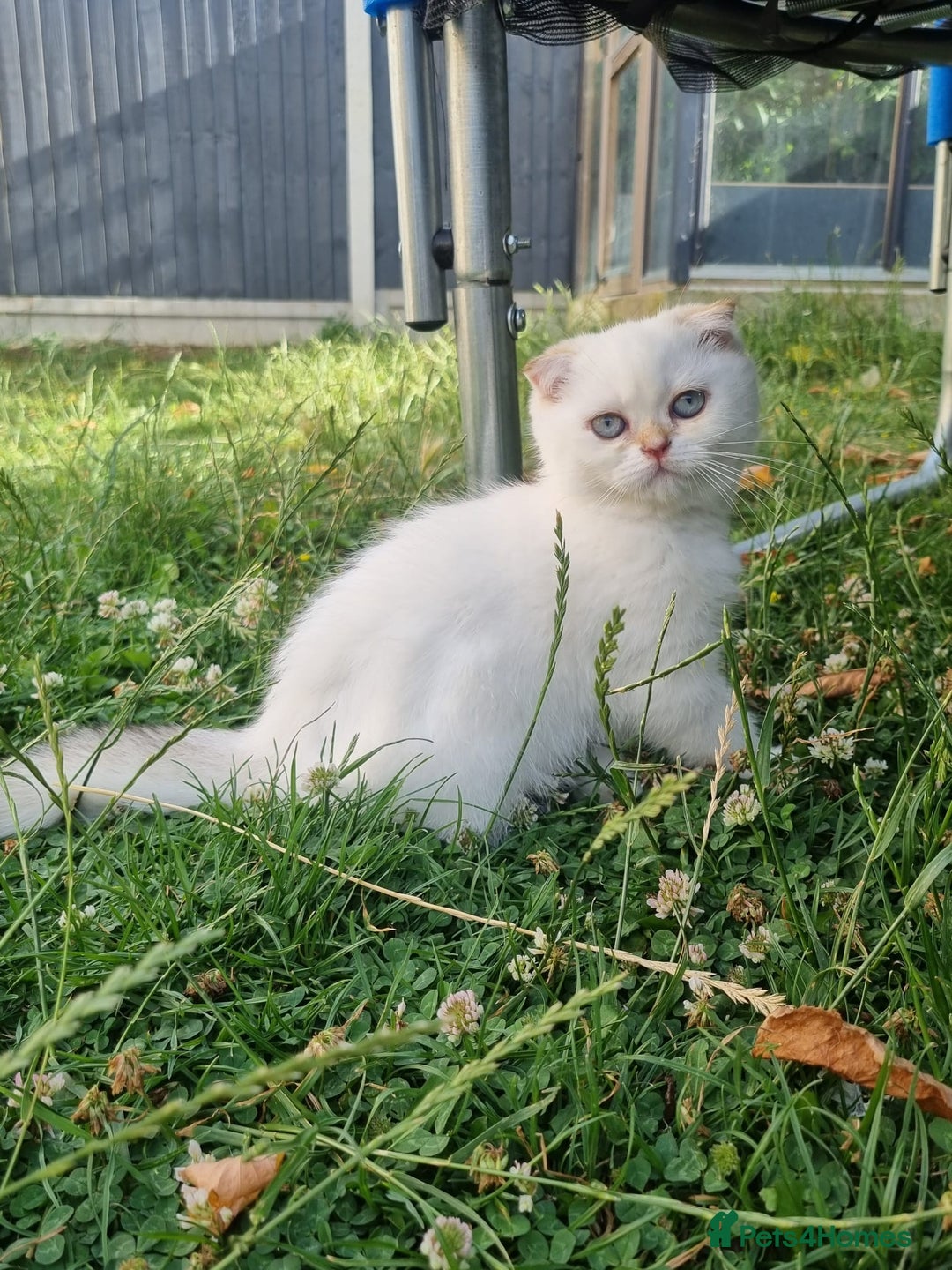 Scottish Fold cats for sale: Scotish Fold - Image 6
