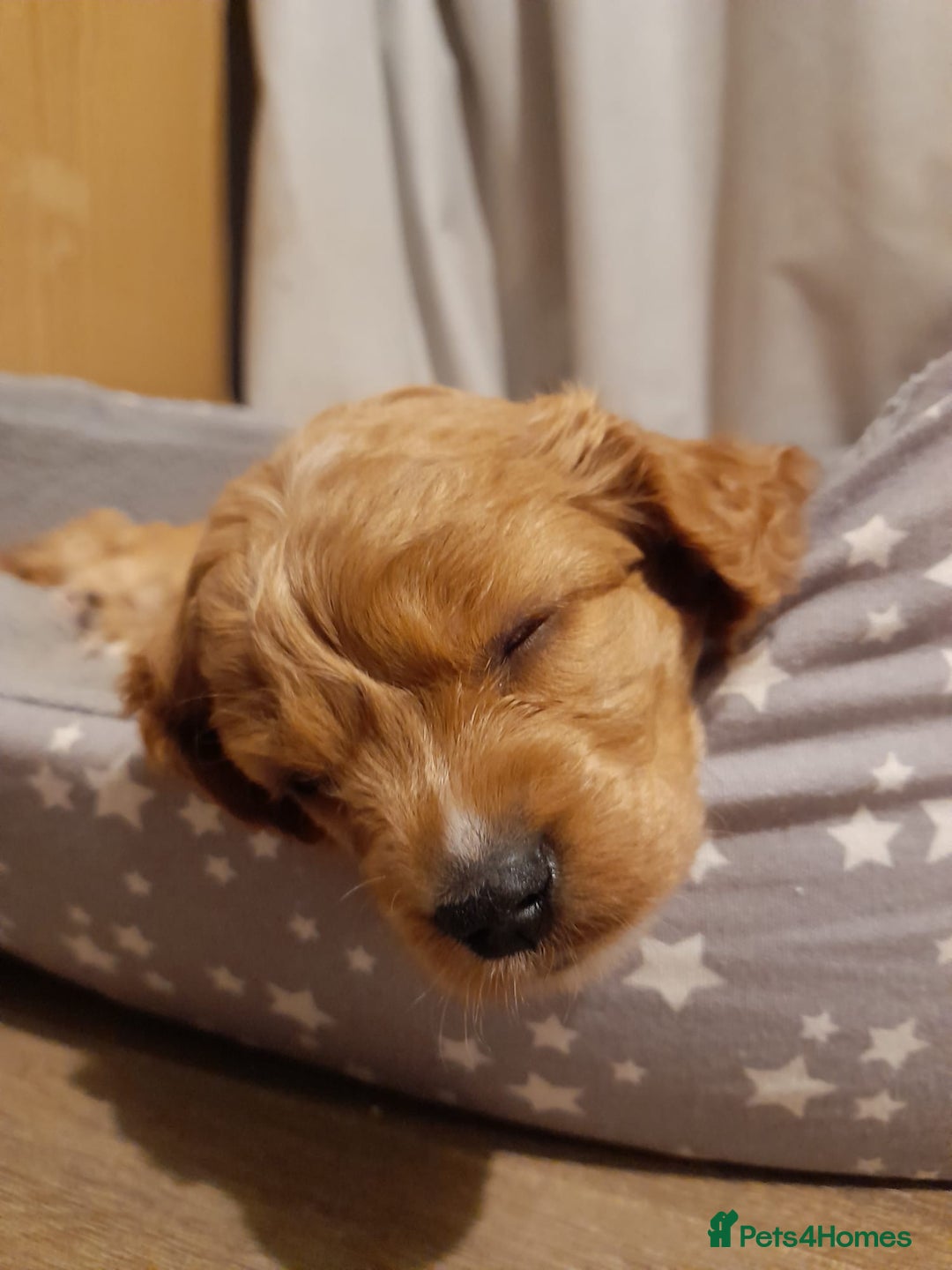 Cavapoo dogs for sale: Beautiful litter of F2 Cavapoo puppies - Advert 8
