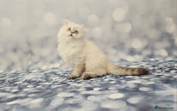 British Longhair cats for sale: Excellent Scottish straight Highland Kittens - Image 12