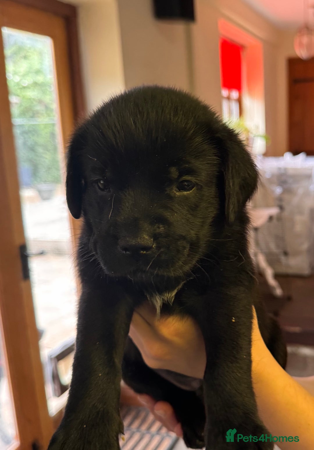 Labrador Retriever dogs for sale: Gorgeous Labrador Puppies - only 5 remaining!! - Image 19