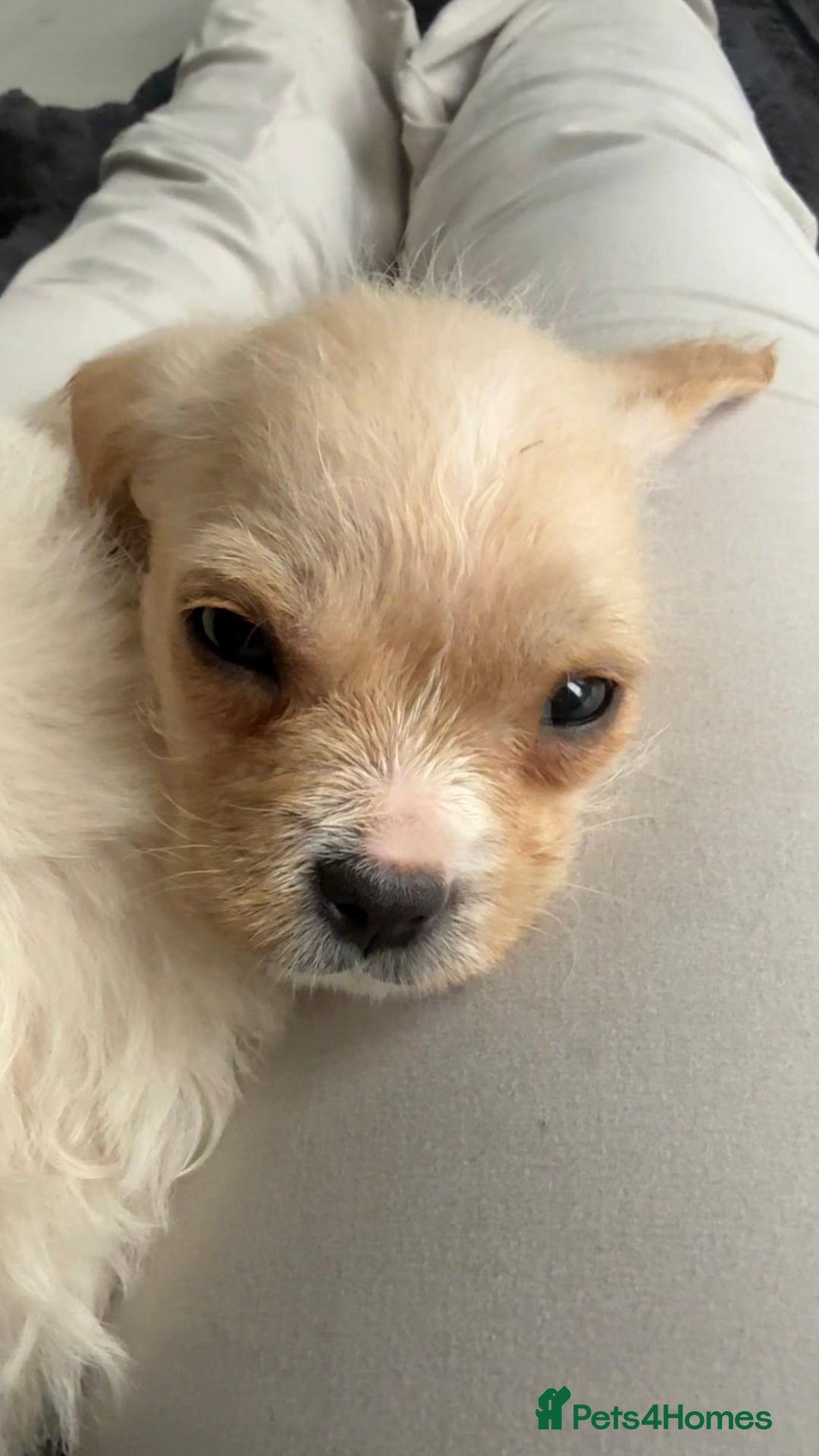Mixed Breed dogs for sale: 6 fluffy frenchie cross puppies - Image 13