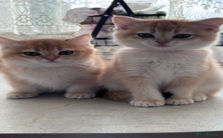 British Shorthair cats GCCF BSH BOY AND GIRL LEFT GOLDEN BLACK TIPPED  - Advert 4