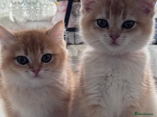 British Shorthair cats GCCF BSH BOY AND GIRL LEFT GOLDEN BLACK TIPPED - Advert 18