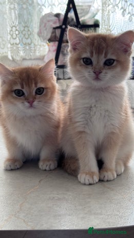 British Shorthair cats GCCF BSH BOY AND GIRL LEFT GOLDEN BLACK TIPPED - Advert 4
