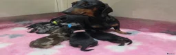 Miniature Dachshund dogs for sale: Beautiful Litter Of Miniature Dachshund Pups - Advert 5