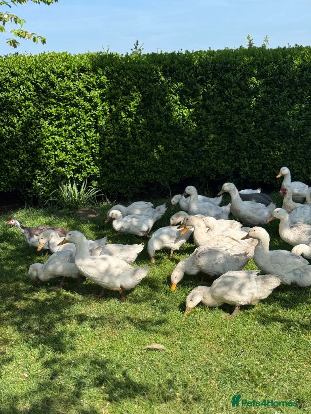 Ducks poultry for sale: White Campbell/Cherry Vally/Aylsburys  in Spalding - Advert 8