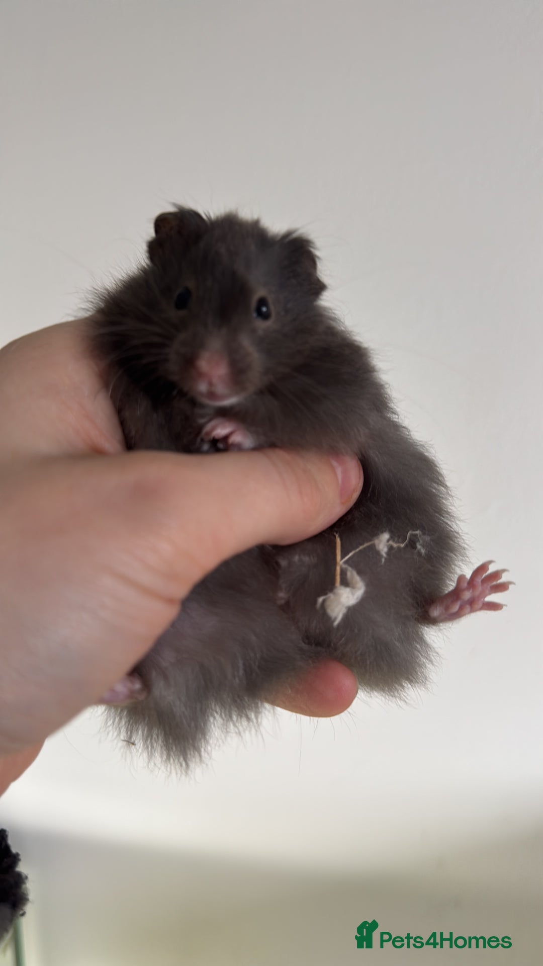 Hamster rodents for sale: 3 female hamsters available  - Advert 3