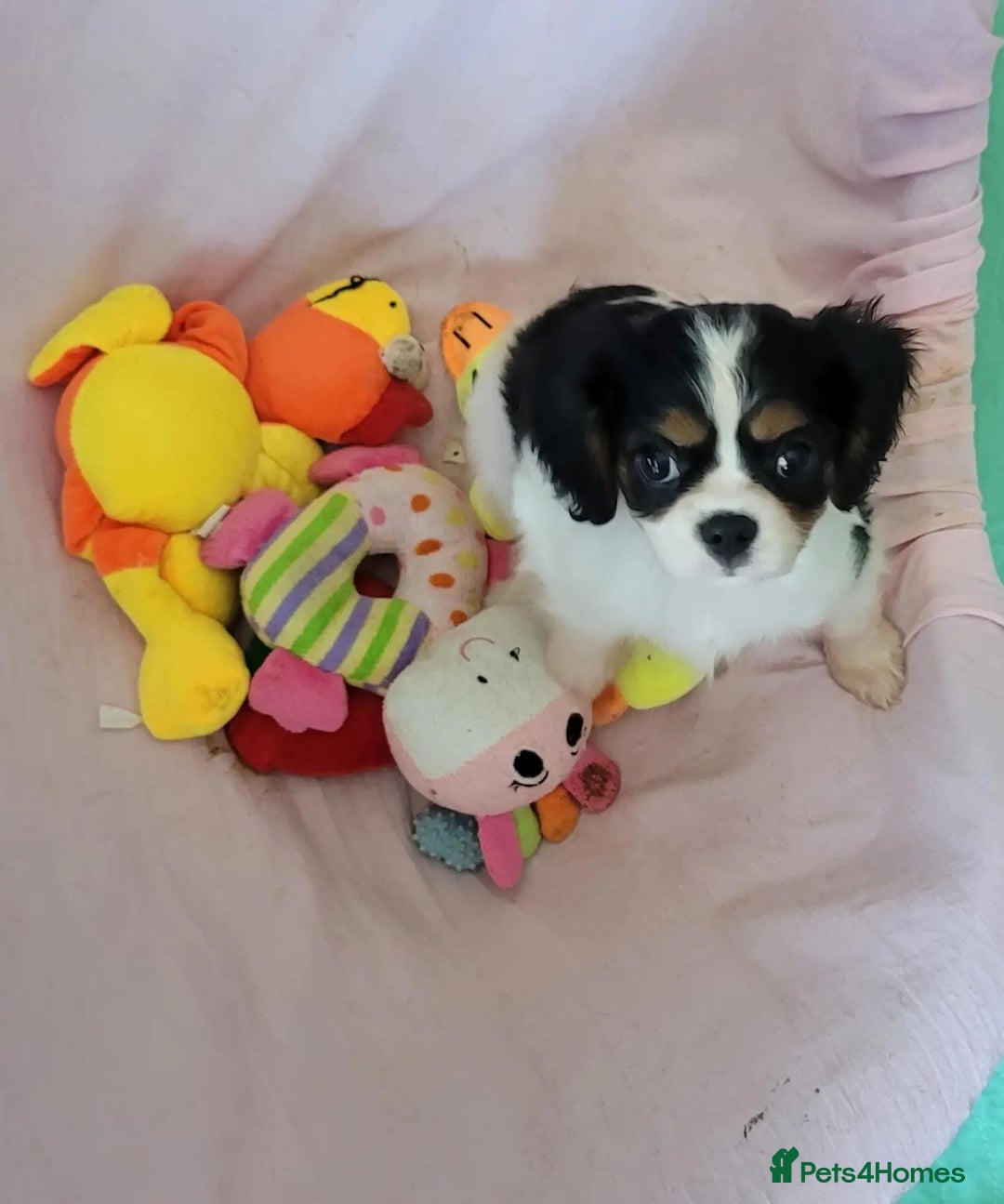 Cavalier King Charles Spaniel dogs for sale: Treated Cavalier king charles puppies   - Advert 7
