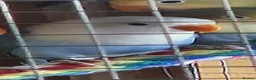 Lovebirds birds for sale: Breeding pair of love birds 16 weeks old  - Advert 2