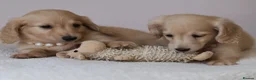 Miniature Dachshund dogs for sale: 5*Licensed+Cream+Long Hair+KC+VetChecked+PRAClear - Advert 7