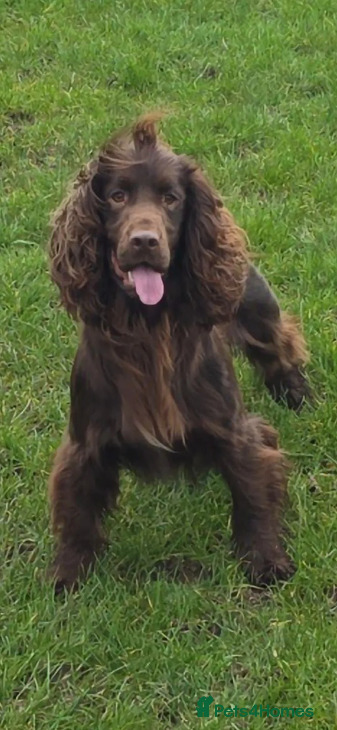 Cocker Spaniel dogs for sale: KC Working Cocker Spaniel Puppies - Advert 19