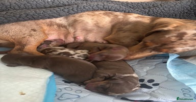 Miniature Dachshund dogs - Advert 6